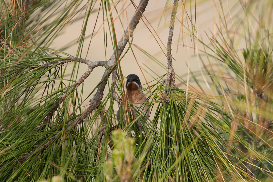 Subalpine Warbler — Ana fotoğraf